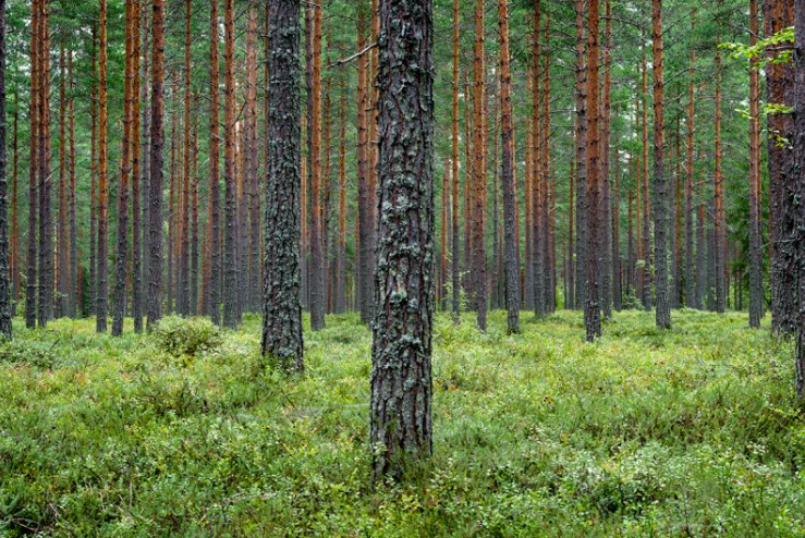 The Forest Solution